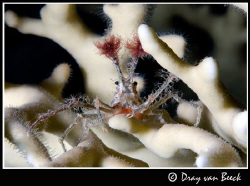 Spidercrab. by Dray Van Beeck 